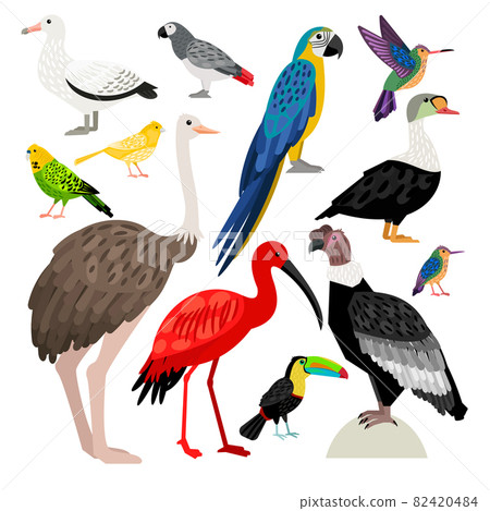 Big nice set of isolated cute vector birds Big nice set of isolated cute vector birds 82420484