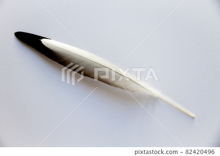 Feather on gray background 82420496