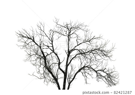 Dead tree isolated on white background, Clipping path Dead tree isolated on white background, Clipping path 82421287