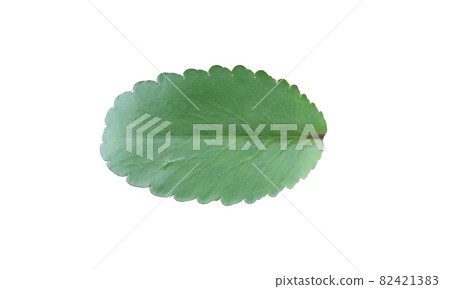 Kalanchoe pinnata leaf isolated on white background. Kalanchoe pinnata leaf isolated on white background. 82421383