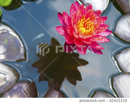 Mysterious water lily that colors summer 82422229