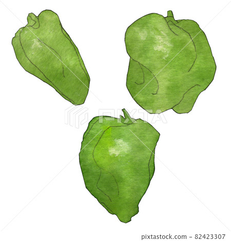不規則蔬菜辣椒透明水彩插圖 82423307