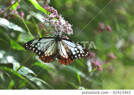 Traveling butterflies, feather rest for long trips, Chestnut tiger, honey sucking with Fujibakama 82423465