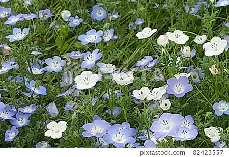 Nemophila Nemophila 82423557