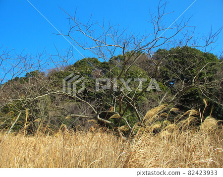 Albizia tree in the dead field of spring 82423933