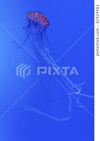 圖庫照片: 一隻搖曳的紅色水母 圖庫照片: 一隻搖曳的紅色水母 82424482