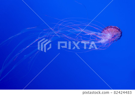 圖庫照片: 一隻搖曳的紅色水母 圖庫照片: 一隻搖曳的紅色水母 82424483