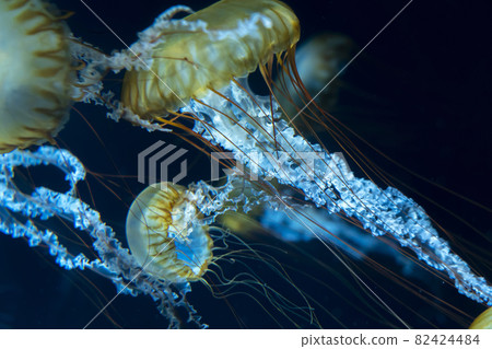 Stock Photos: Pacific Sea Nettle, a swaying jellyfish 82424484
