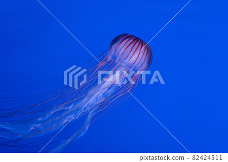 Stock Photos: A swaying red jellyfish 82424511