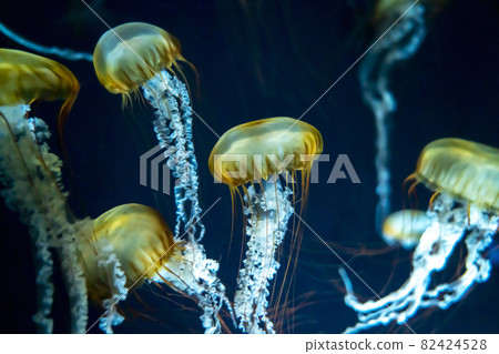 Stock Photos: Pacific Sea Nettle, a swaying jellyfish 82424528