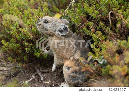 在大雪山的Ezo頑皮兔子 82425337