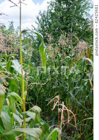 Corn stalks with young ears Corn stalks with young ears 82425681