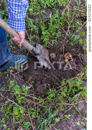 Farmer digs young yellow potatoes Farmer digs young yellow potatoes 82425682
