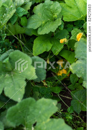 Ripe pumpkin in leaves in the garden Ripe pumpkin in leaves in the garden 82425683
