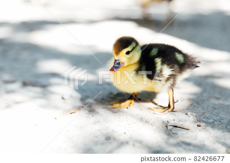 small duckling chick walks near the lake small duckling chick walks near the lake 82426677