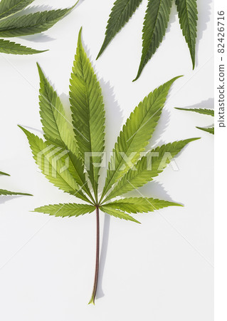 Marijuana plants on isolated white background 82426716