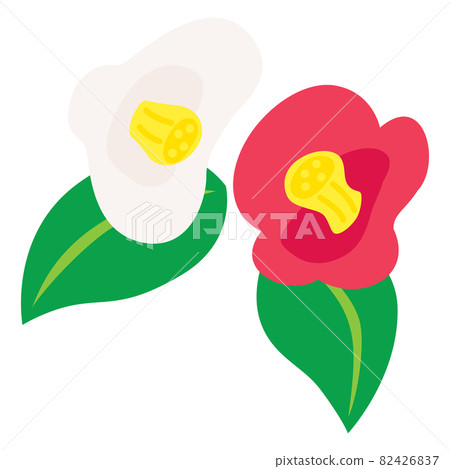 Illustration of red and white camellia Illustration of red and white camellia 82426837