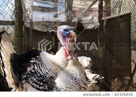 Angry turkey in an enclosure in farmyard Angry turkey in an enclosure in farmyard 82426838