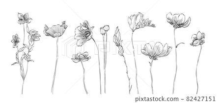 Nature floral illustration vector for design element and wedding vector. Line Hand Drawn Illustration. Black meadow of flowers, herbs isolated on white background. Botanical plant. 82427151