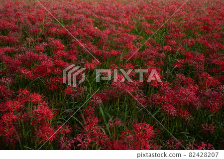 上桐田町一之瀨的簇狀孤挺花 82428207