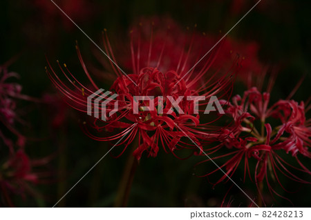 Cluster amaryllis in Ichinose, Kamitonda Town Cluster amaryllis in Ichinose, Kamitonda Town 82428213
