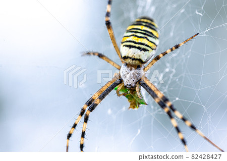 Yellow black crab spider on blurred background, copy space. 82428427