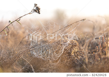 Big beautiful spider web in dew drops at dawn in the field. 82428428