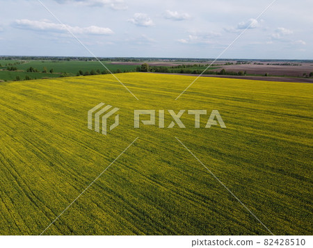 Picturesque rapeseed field under the blue sky. Farmland covered with flowering rapeseed, aerial view. 82428510