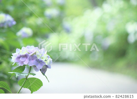 Hydrangea and road Hydrangea and road 82428615