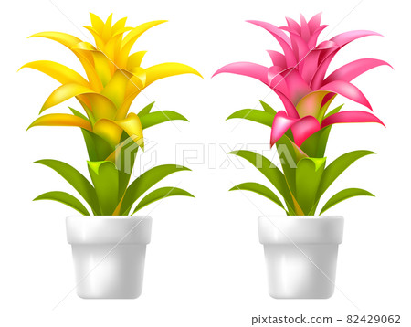 Guzmania In The Flower Pot 82429062