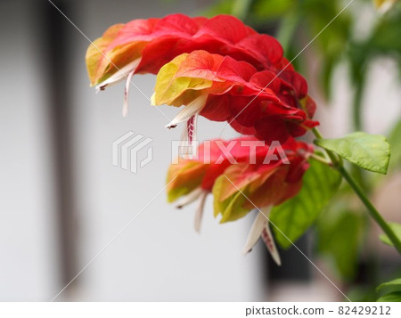 Close-up of red and yellow Justicia ironegee (Variegata) 82429212
