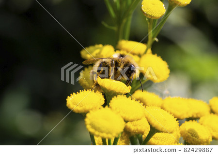 Bee and flower. A bee collects honey from a flower. Macro photography. Summer and spring backgrounds Bee and flower. A bee collects honey from a flower. Macro photography. Summer and spring backgrounds 82429887