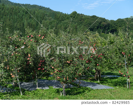 令人耳目一新的陽光紅熟蘋果 令人耳目一新的陽光紅熟蘋果 82429985