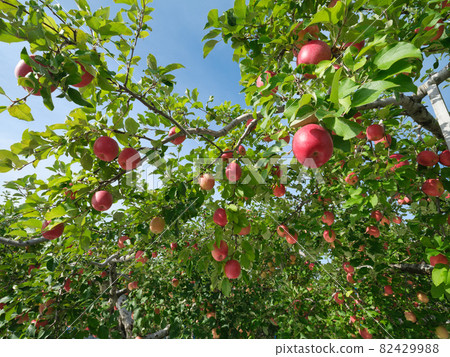 令人耳目一新的陽光紅熟蘋果 令人耳目一新的陽光紅熟蘋果 82429988