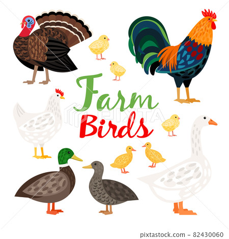 Cute set of different Farm Birds vector illustration 82430060