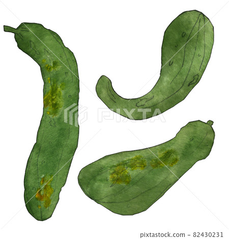 不規則蔬菜黃瓜透明水彩插圖 82430231