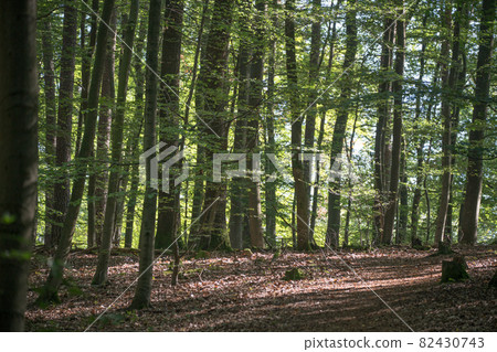 Dense deciduous trees in the Palatinate Forest in southern Germany 82430743