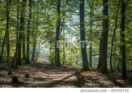 Dense deciduous trees in the Palatinate Forest in southern Germany 82430745