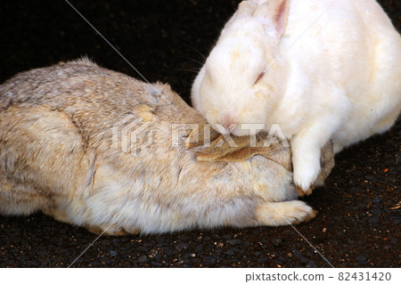 兩隻兔子互相玩耍 82431420