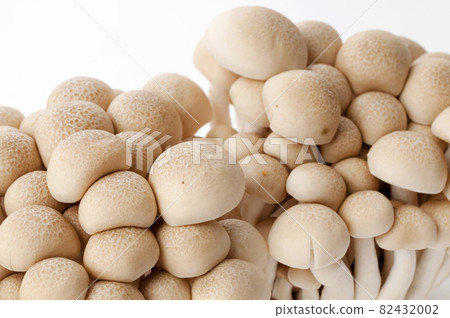 Bunashimeji 82432002