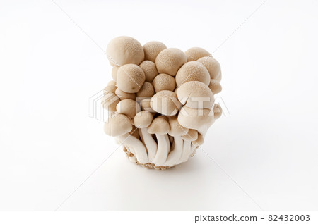 Bunashimeji 82432003