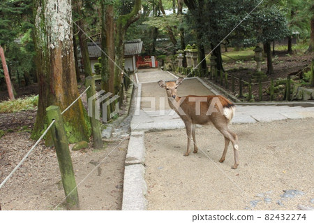 Nara deer Nara deer 82432274