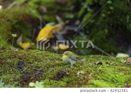White-eye of a lost child is taking a nap 1 White-eye of a lost child is taking a nap 1 82432381
