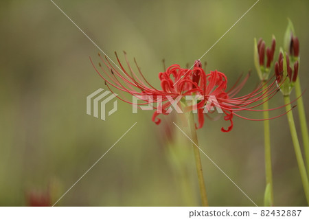Omuta City Tegama cluster amaryllis, Omuta City Tegama cluster amaryllis, 82432887