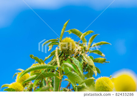 [Autumn material] Chestnut fruit [Nagano Prefecture] 82433286