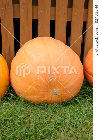 南瓜，南瓜，萬聖節，南瓜，蔬菜，莊稼，橘子，植物，秋天 82433344