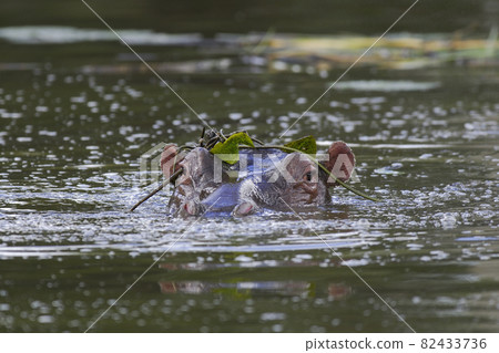 African Hippopotamus, South Africa, in forest environment 82433736