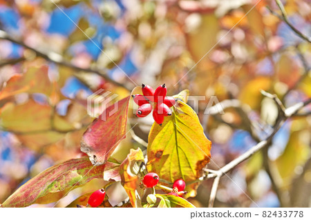 山茱萸秋葉和紅色水果 82433778