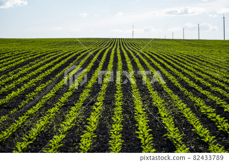 Straight rows of sugar beets growing in a soil in perspective on an agricultural field. Sugar beet cultivation. Young shoots of sugar beet, illuminated by the sun. Agriculture, organic. Straight rows of sugar beets growing in a soil in perspective on an agricultural field. Sugar beet cultivation. Young shoots of sugar beet, illuminated by the sun. Agriculture, organic. 82433789