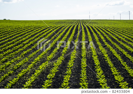 Straight rows of sugar beets growing in a soil in perspective on an agricultural field. Sugar beet cultivation. Young shoots of sugar beet, illuminated by the sun. Agriculture, organic. 82433804